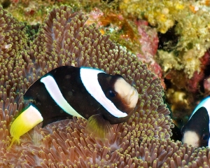 anemone-clown-fish-_10_
