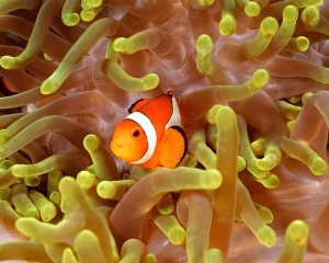 anemone-clown-fish-_2_