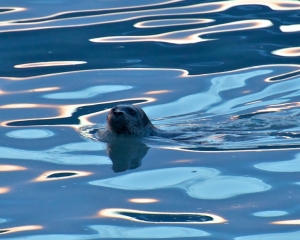 Harbor-Seal-at-dusk-_1_