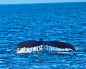 Humpback-whale-_7_