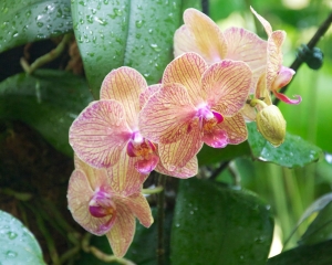 Orchid-255