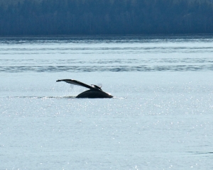 Alaska-923_2 Alaska-923_2