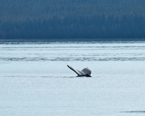 Alaska-924_2 Alaska-924_2