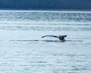Alaska-926_2 Alaska-926_2