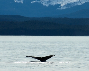 Alaska-945_2 Alaska-945_2
