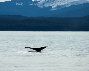 Alaska-945_3 Alaska-945_3