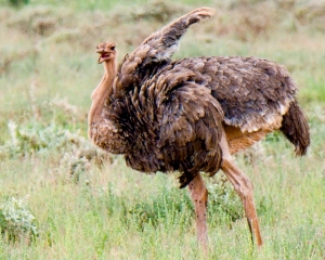 Female Masai Ostrich