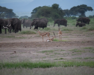 Amboseli National Park