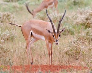 Grant's Gazelle