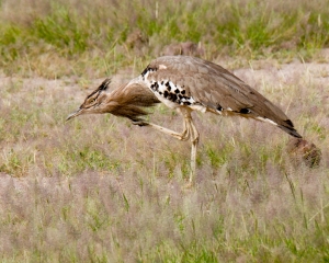 Kori Bustard