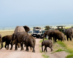 African Elephants