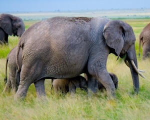 Twin Baby Elephants