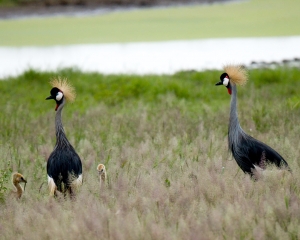 Gray Crowned Cranes