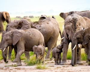 African Elephant Family