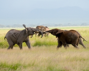 African Elephants