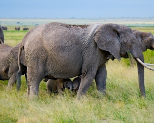 Twin Baby Elephants