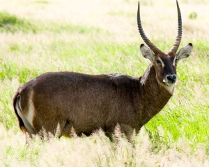 Common Waterbuck