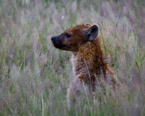 Hyena