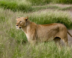 Lioness