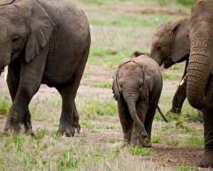 African Elephants