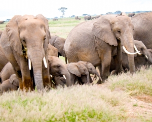 African Elephant Family