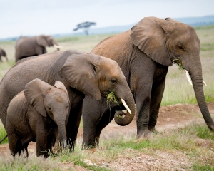 African Elephants