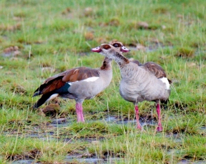 Egyption Geese