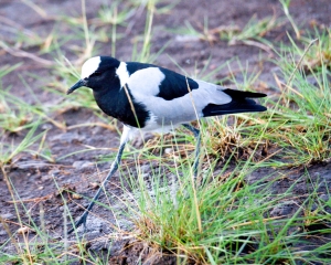 Blacksmith Plover