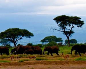 African Elephant Family