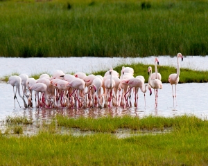 Greater Flamingos