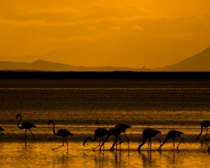 Greater Flamingos
