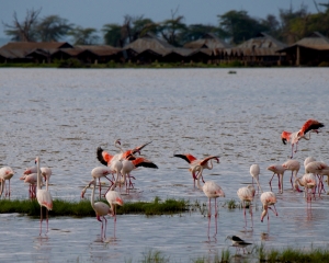 Africa-2018-Amboseli9