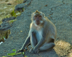 Monkey-at-Uluwatu-Temple-_1_