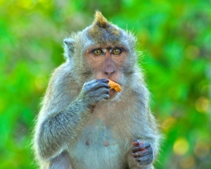 Monkey-at-Uluwatu-Temple-_2_