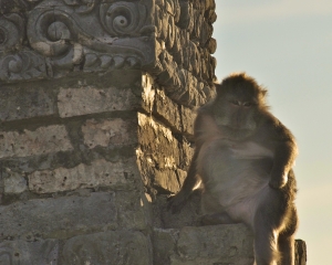 Monkey-at-Uluwatu-Temple