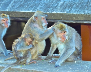 Monkeys-at-Uluwatu-Temple