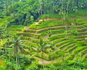 Rice-terraces-_1_