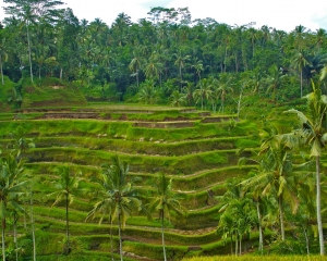 Rice-terraces-_2_