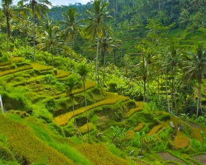 Rice-terraces