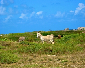 Bonaire_s-wild-donkies