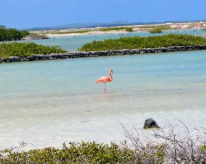 Flamingo-in-the-salt-flats