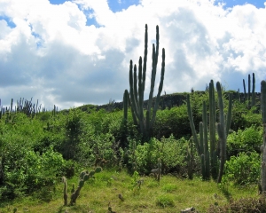 Lots-of-cacti