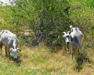 Wild-goats-of-Bonaire