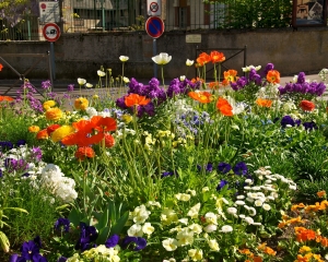 Beaune-flowers-_1_