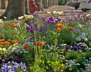 Beaune-flowers-_2_