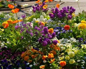 Beaune-flowers