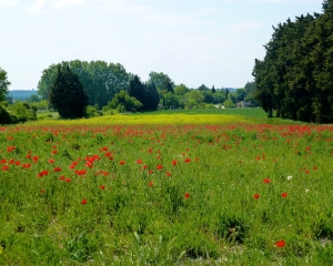field-of-red-poppys