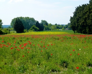 field-of-red-poppys field-of-red-poppys