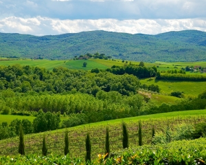 Caparzo-Vineyards-_1_