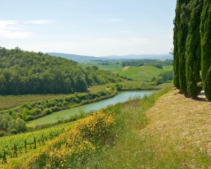 Caparzo-Vineyards